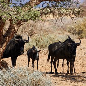 Blue wildebeest in Namibia by Thomas Marx