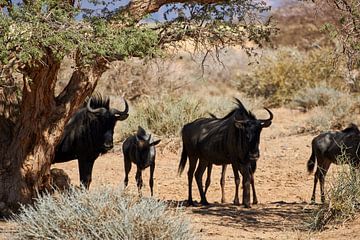 Gnous rayés en Namibie sur Thomas Marx