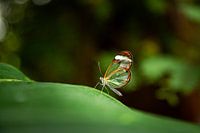 Recherche d'ailes de verre