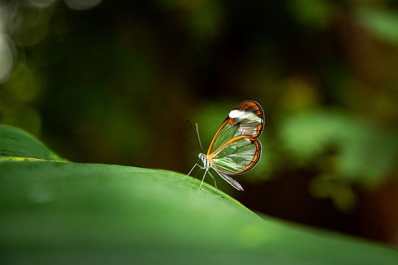 Recherche d'ailes de verre par Miranda van Assema