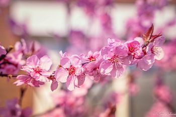 Blossoms in bloom, that makes you happy!