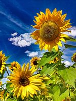 Sonnenblumen II