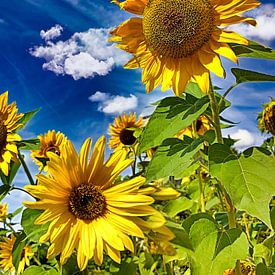 Sunflowers II by Photo Art SD