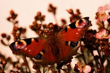 Papillon paon sur Saskia Schotanus
