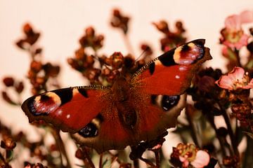 Dagpauwoog Vlinder van Saskia Schotanus