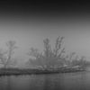 Bäume am Ufer im Biesbosch von Wildfotografie NL
