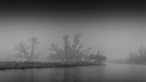 Trees on a bank in the Biesbosch