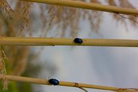 bugs