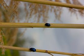 bugs by sarp demirel