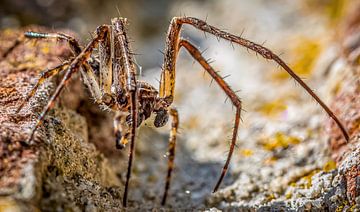 Makro Spinne von Erwin Floor