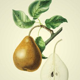 Pear Pucelle - Historic illustration by Western Exposure