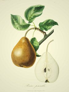 Birne Pucelle - Antike Illustration