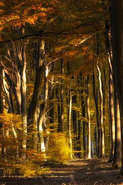 Autumn in the forest. van Elly Besselink