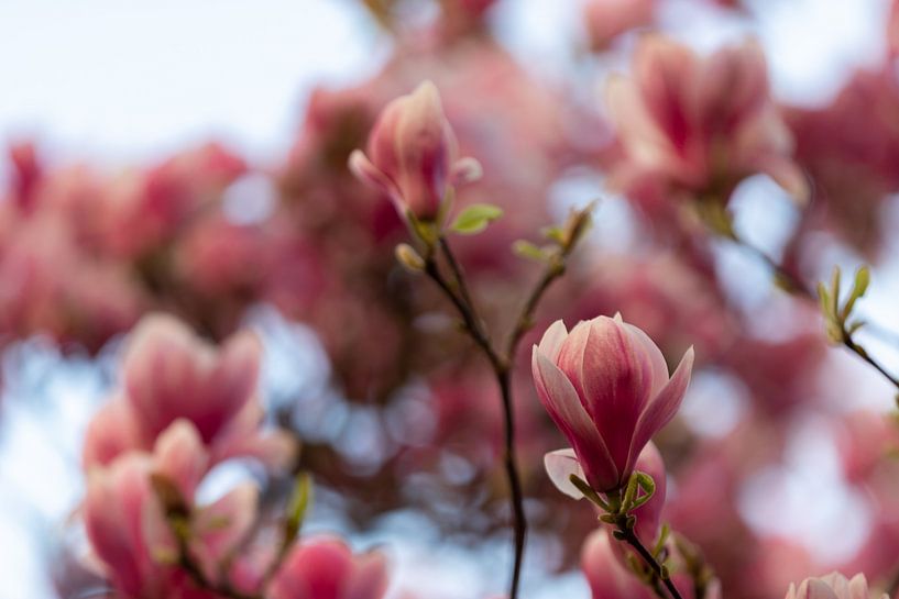 Magnolienblüte mit Bokeh-Effekt vor einem schönen blauen Hintergrund von Kim Willems