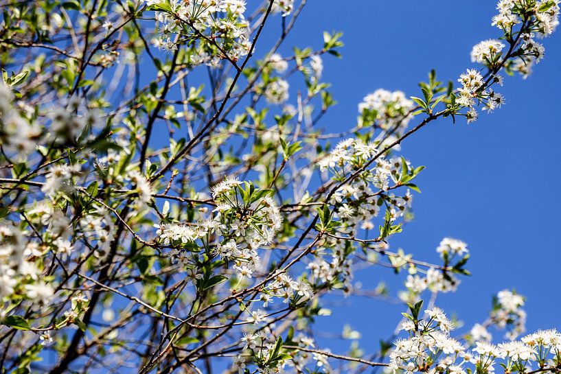 Blossom by gisela merkuur