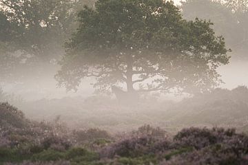 Horse in the fog 2 by Arjan Bijleveld