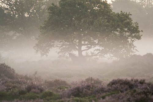 Paard in de mist 2