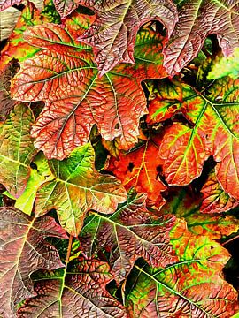 Oak Leaved Hydrangea In Autumn by Dorothy Berry-Lound