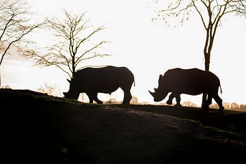Twee in Schaduw van Beeldspraak
