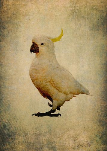 Yellow crest Cockatoo 1