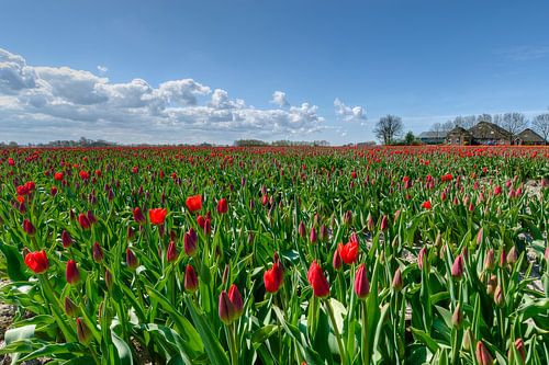 Tulpen nabij kloosterburen