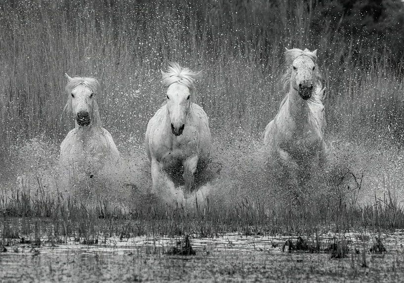 Trois fois de suite par Marketa Zvelebil
