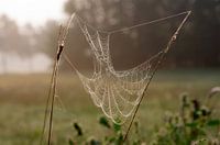 Spinnenweb op de weide