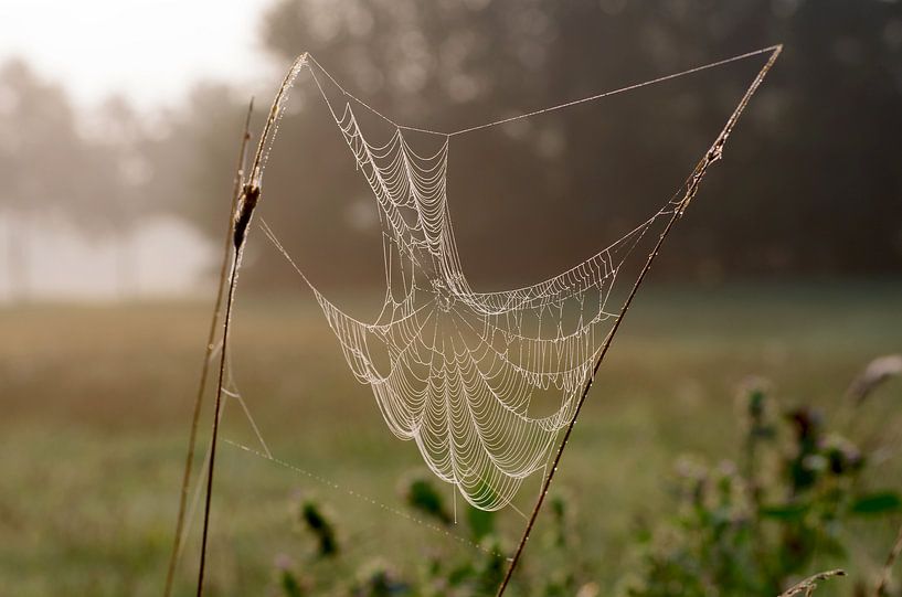 Spinnenweb op de weide van cuhle-fotos