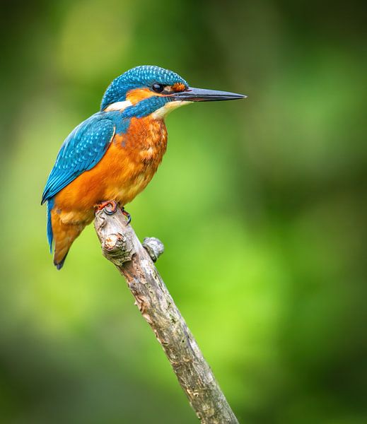 kingfisher by Andy van der Steen - Fotografie