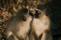 Des frères singes mignons