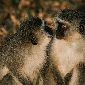Cute monkey brothers by Pepijn van der Putten