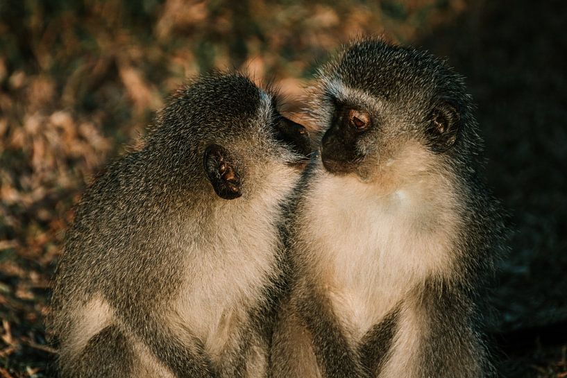 Des frères singes mignons par Pepijn van der Putten