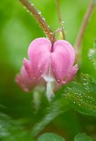 Aziatische bloedend hart bloem macrofoto na regen verticaal