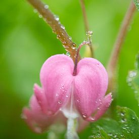 Asian Bleeding Heart Flower Macro Photograph After Rain Vertically by Iris Holzer Richardson