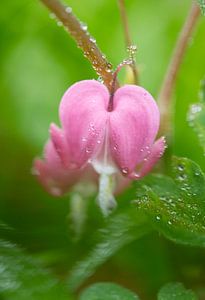 Asiatische blutende Herzblume Makrofotografie nach Regen vertikal