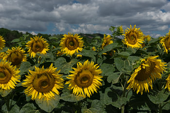 Radiant Summer Sunflower Field for Country Living Room