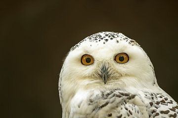 een kopportret van een sneeuwuil van Mario Plechaty Photography