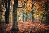 Speulderbos