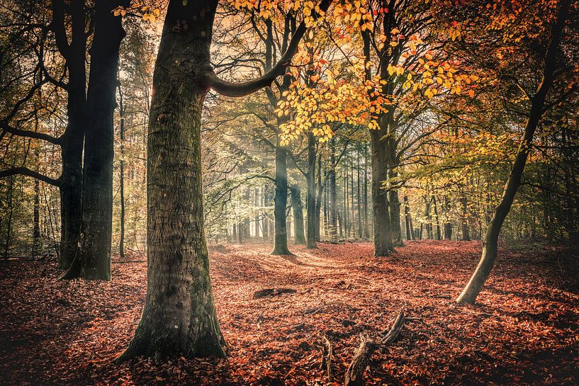Speulderbos by rosstek ®