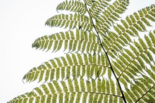 Varenstructuur in Detail tegen Helder Witte Hemel