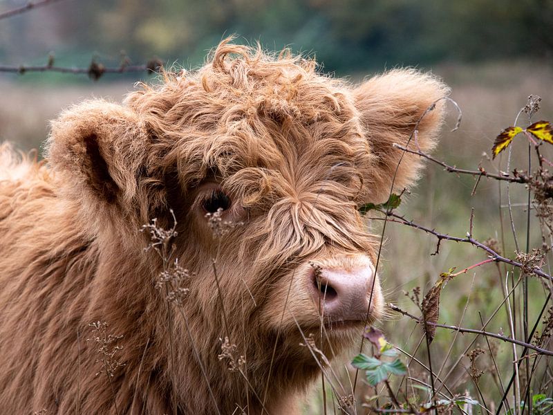 Scottish Highlander Calf by Bianca ter Riet