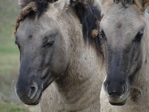 Konikspaarden 2