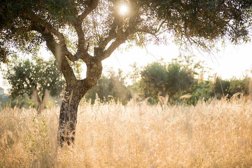 Sun through olive tree by Ellis Peeters