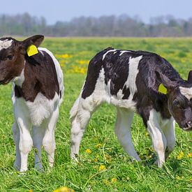 Twee  rood-bonte Holstein kalfjes staan in een wei met bloeiende gele paardebloemen van Ben Schonewille