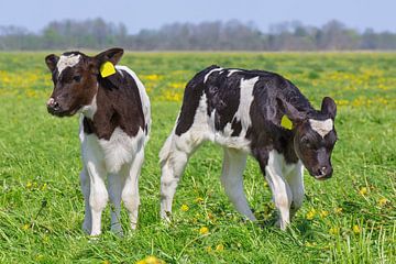 Twee  rood-bonte Holstein kalfjes staan in een wei met bloeiende gele paardebloemen van Ben Schonewille