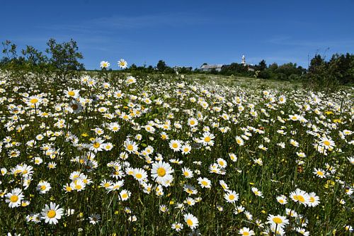 Un champ de marguerite en fleur