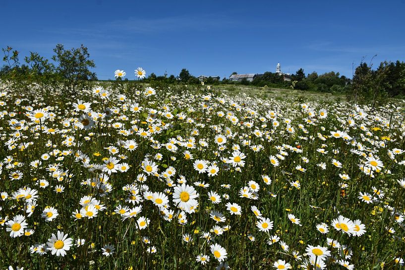 A field of daisies in bloom by Claude Laprise