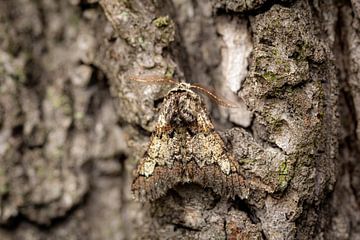 Camouflage   vlinder op boomschors