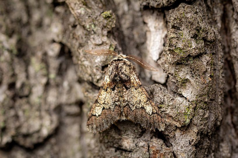Camouflage   vlinder op boomschors van Coby Koops  natuurkieker.nl