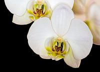 White orchid with depth of sharpness
